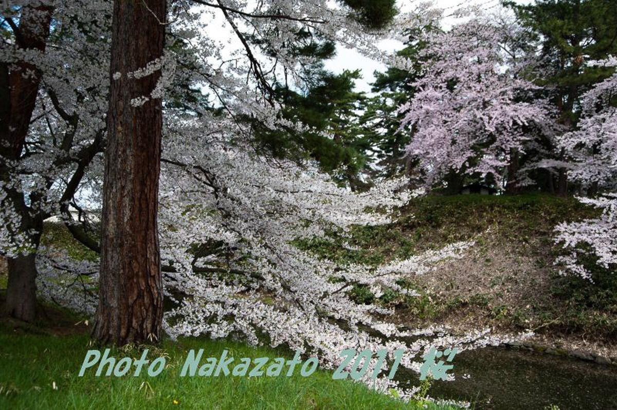 弘前城の桜